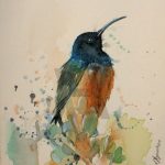 O colibri